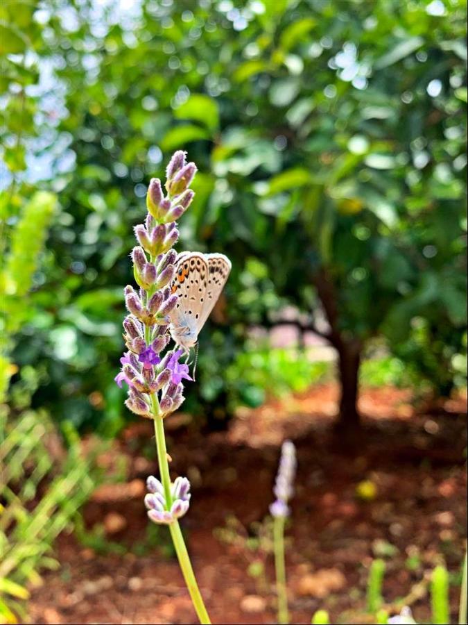 Kas Doga Park Hotel Kaş Dış mekan fotoğraf